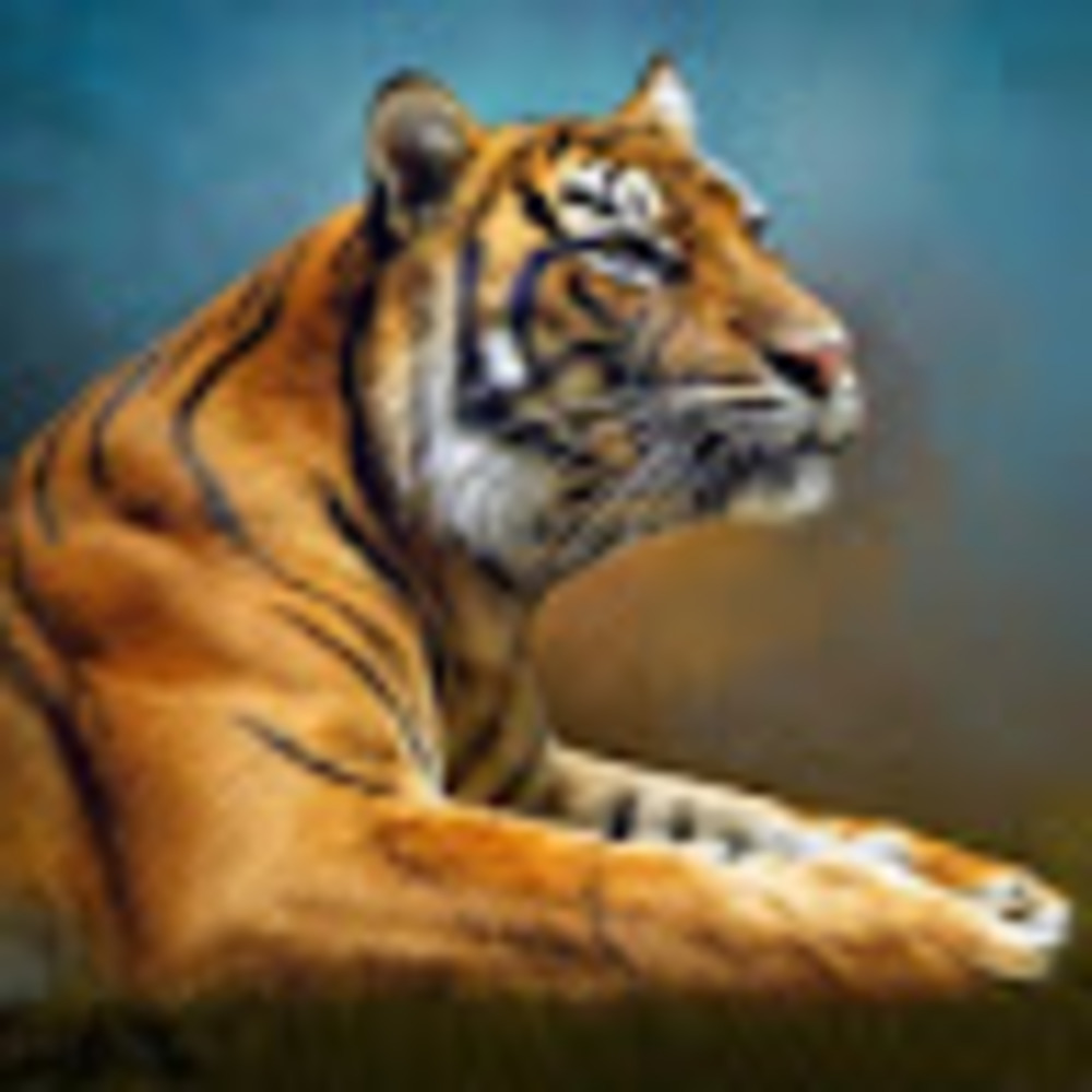 Meet your Posher, Kylee